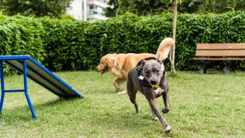 C_Yardly_rental_dog park_2155906663-min.jpg