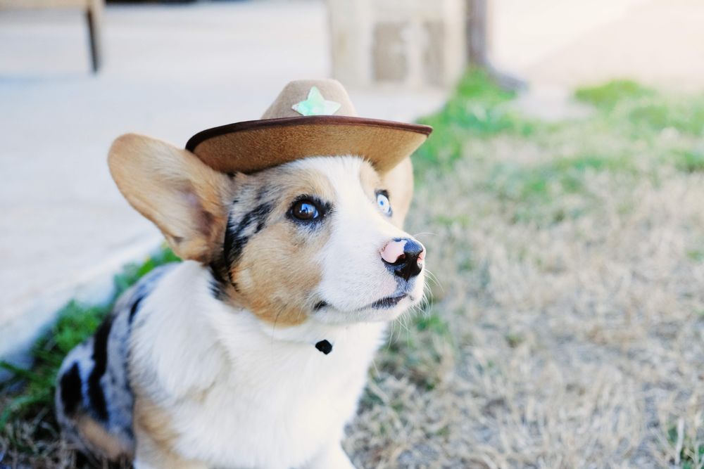 C_Yardly_homes-for-rent_texas_pet-friendly1384093751.jpg