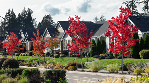 Ovation at Oak Tree Streetscape Fall Colors 2024.jpg