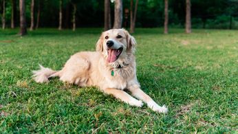 C_Yardly_rental_dog park_1726158043-min.jpg