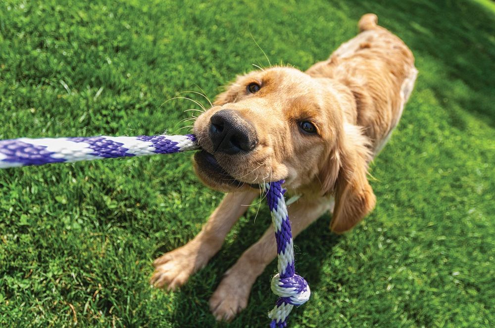 C_Yardly_rental_dog playing_dog park_1136063391.jpg