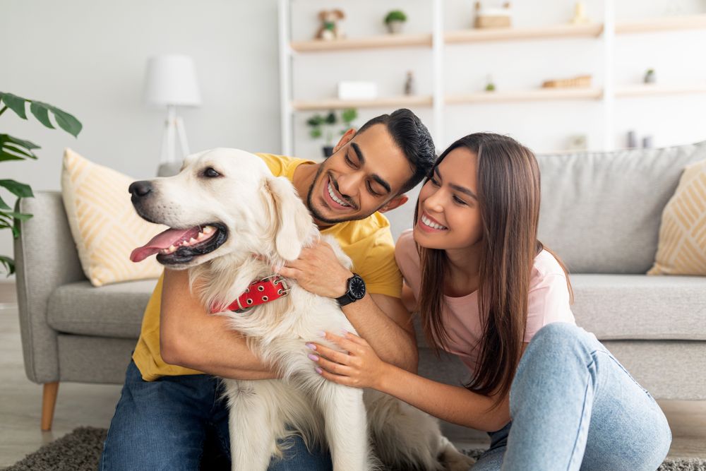 CoupleDogiStock1344021882