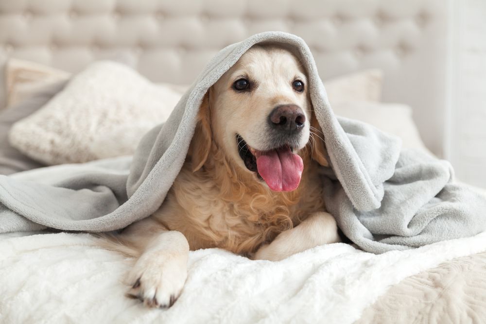 Golden_Retriever_Bed_iStock-1059650734