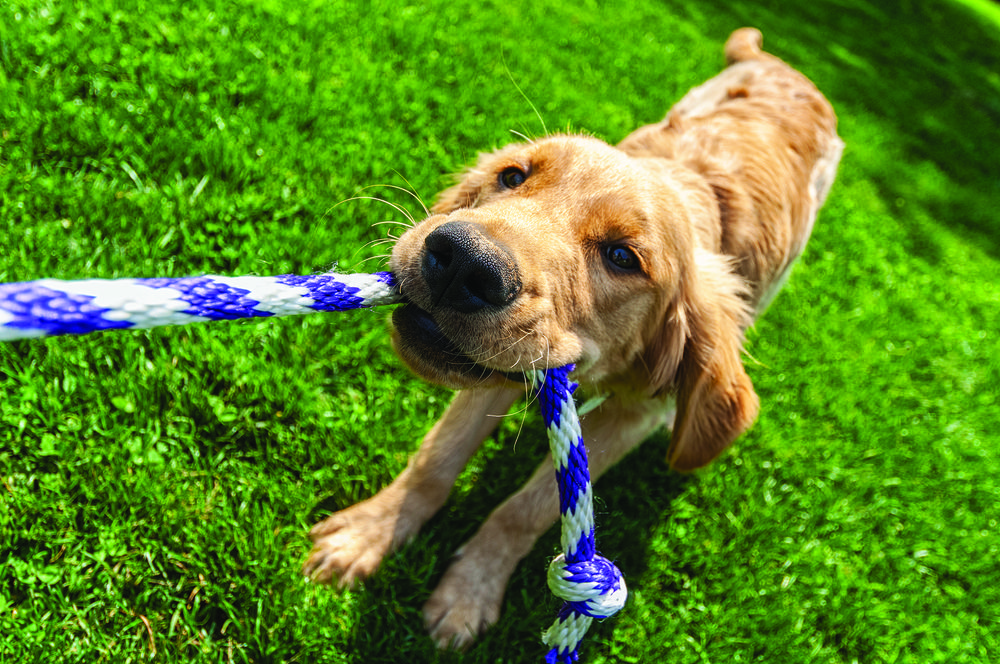 Buckeye, Arizona Homes for Rent at Yardly at Verrado Taylor Morrison