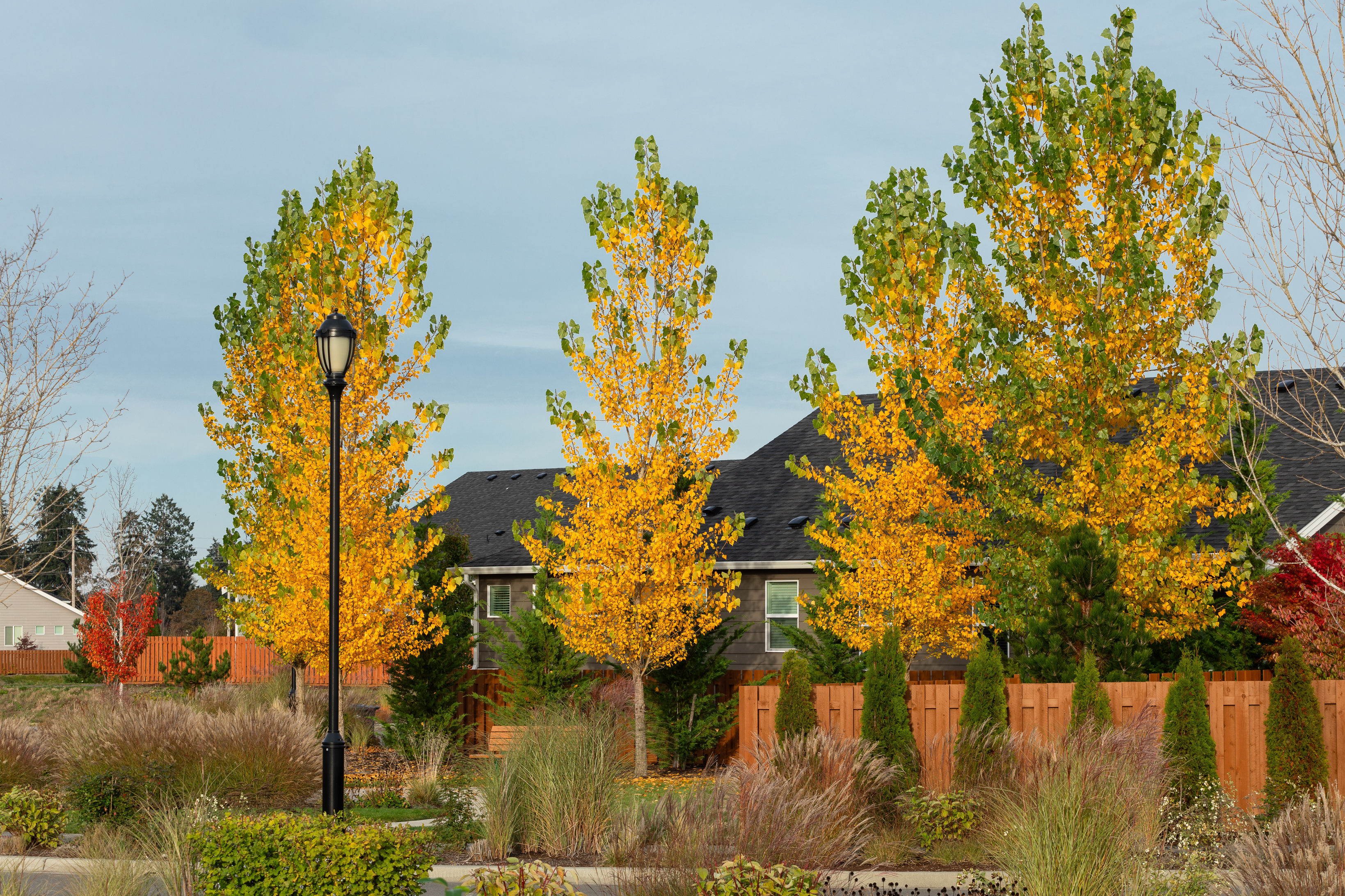 Ovation at Oak Tree Streetscape Fall Colors Yellow 2024