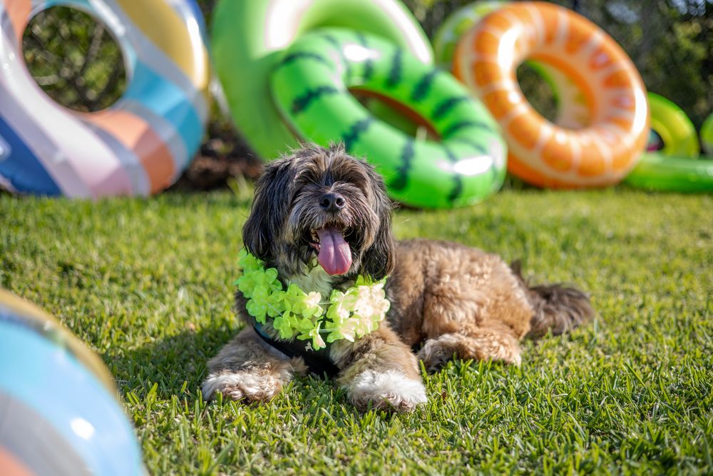 Pet Program