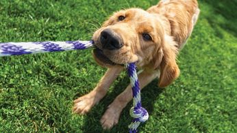 C_Yardly_rental_dog playing_dog park_1136063391.jpg