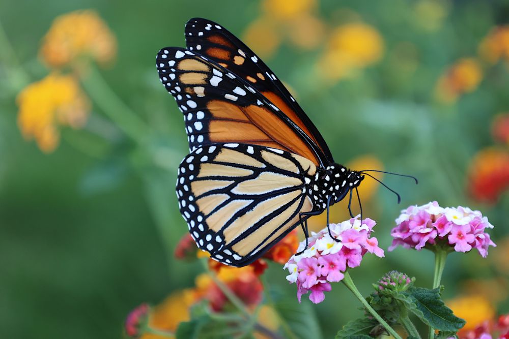iStock - Butterfly